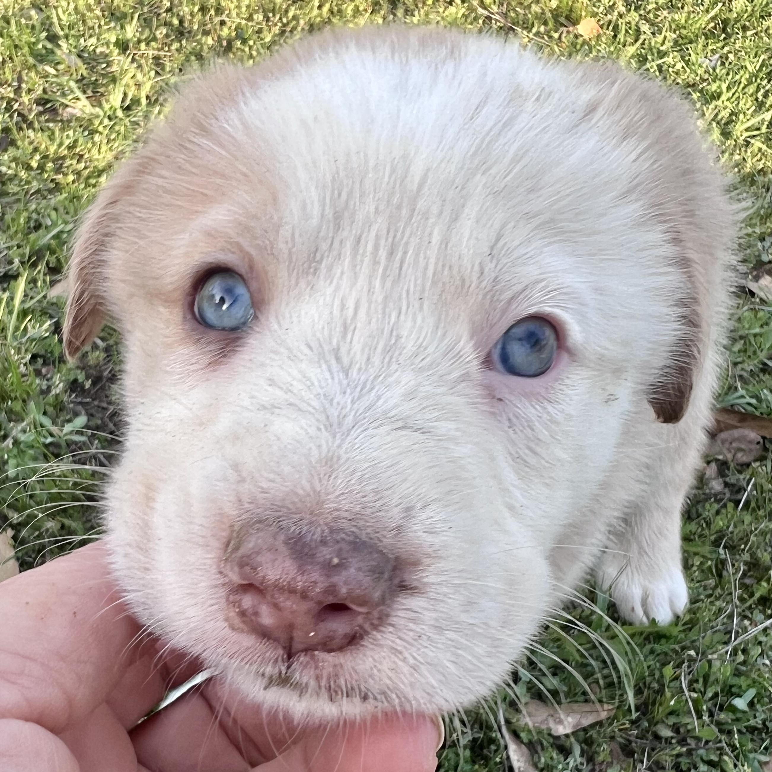 Enlarge Latte , an adopted mixed breed in Moorestown, NJ image 4/6