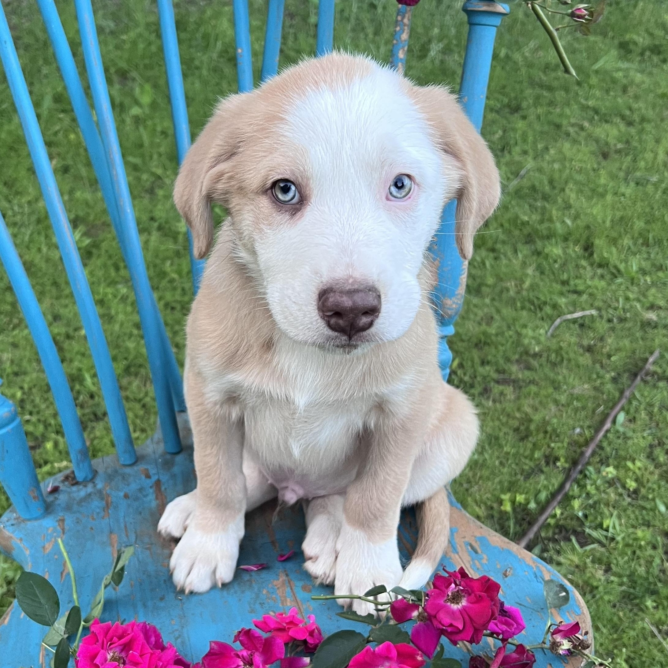 Enlarge Latte , an adopted mixed breed in Moorestown, NJ image 2/6
