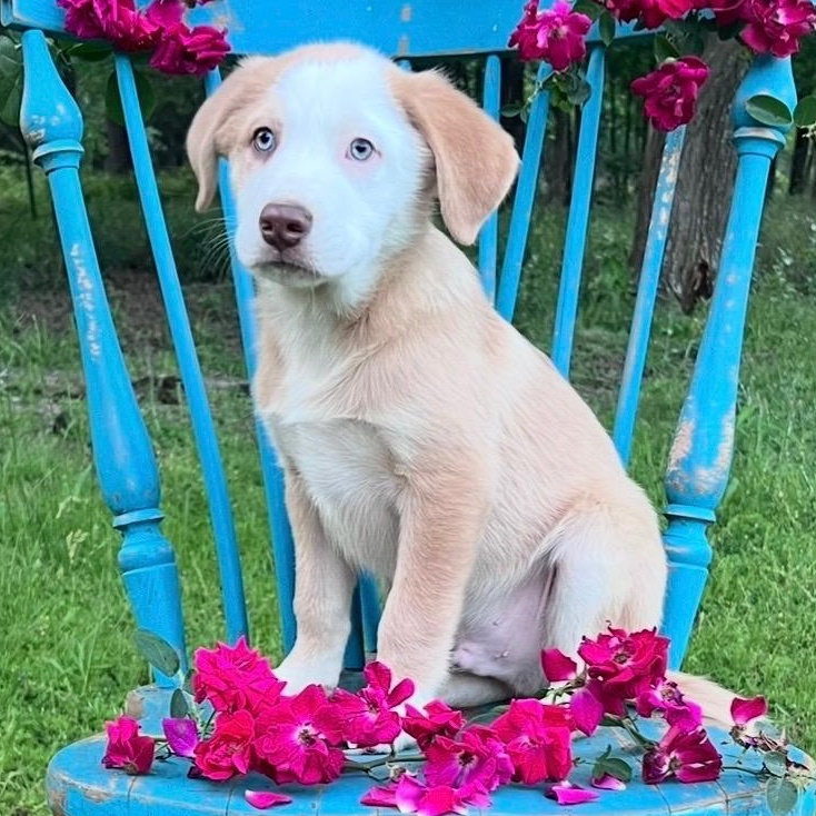 Enlarge Latte , an adopted mixed breed in Moorestown, NJ image 3/6