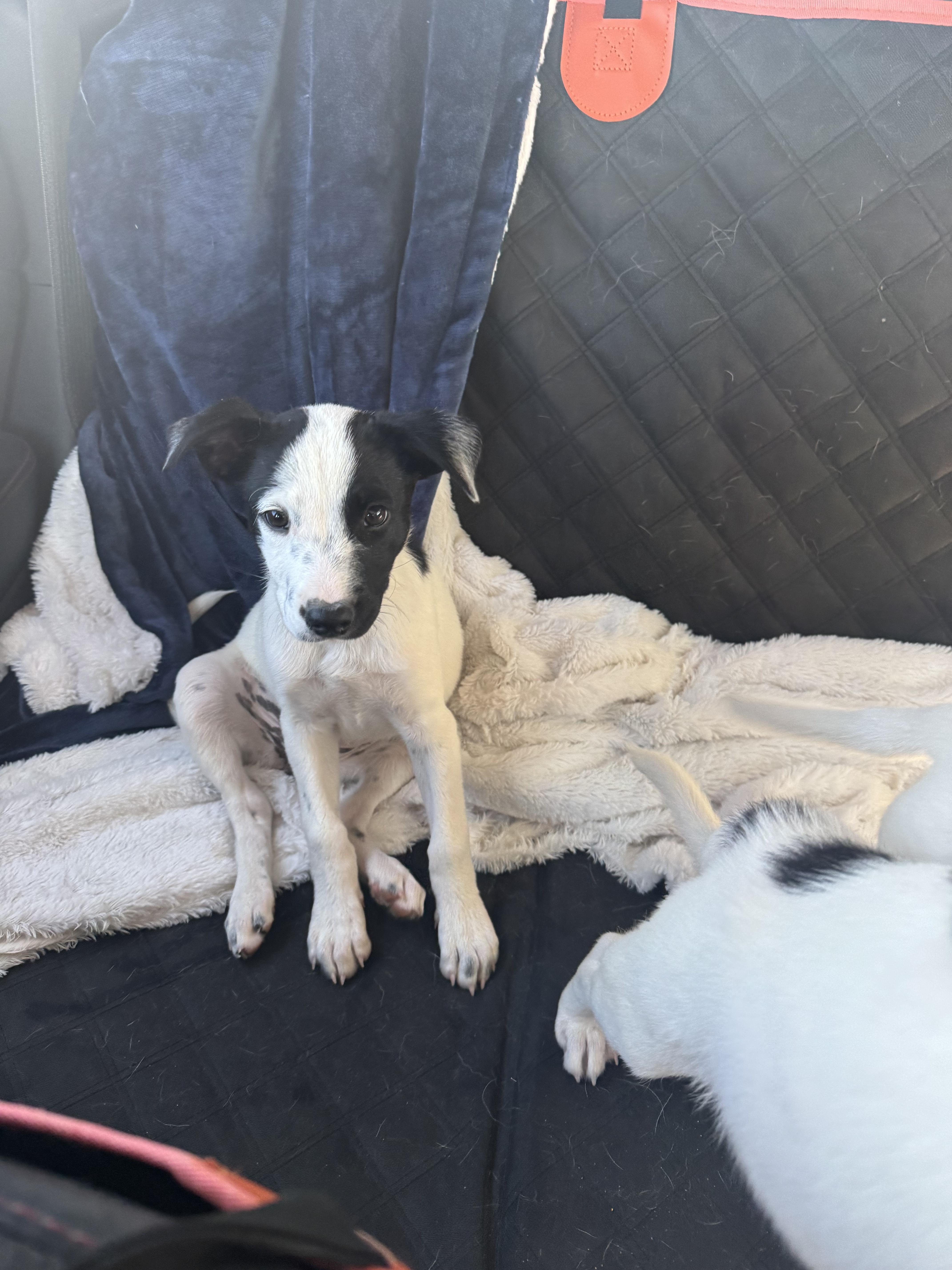 Enlarge Shakey, a Adopted mixed breed in Tonopah, AZ image 1/1