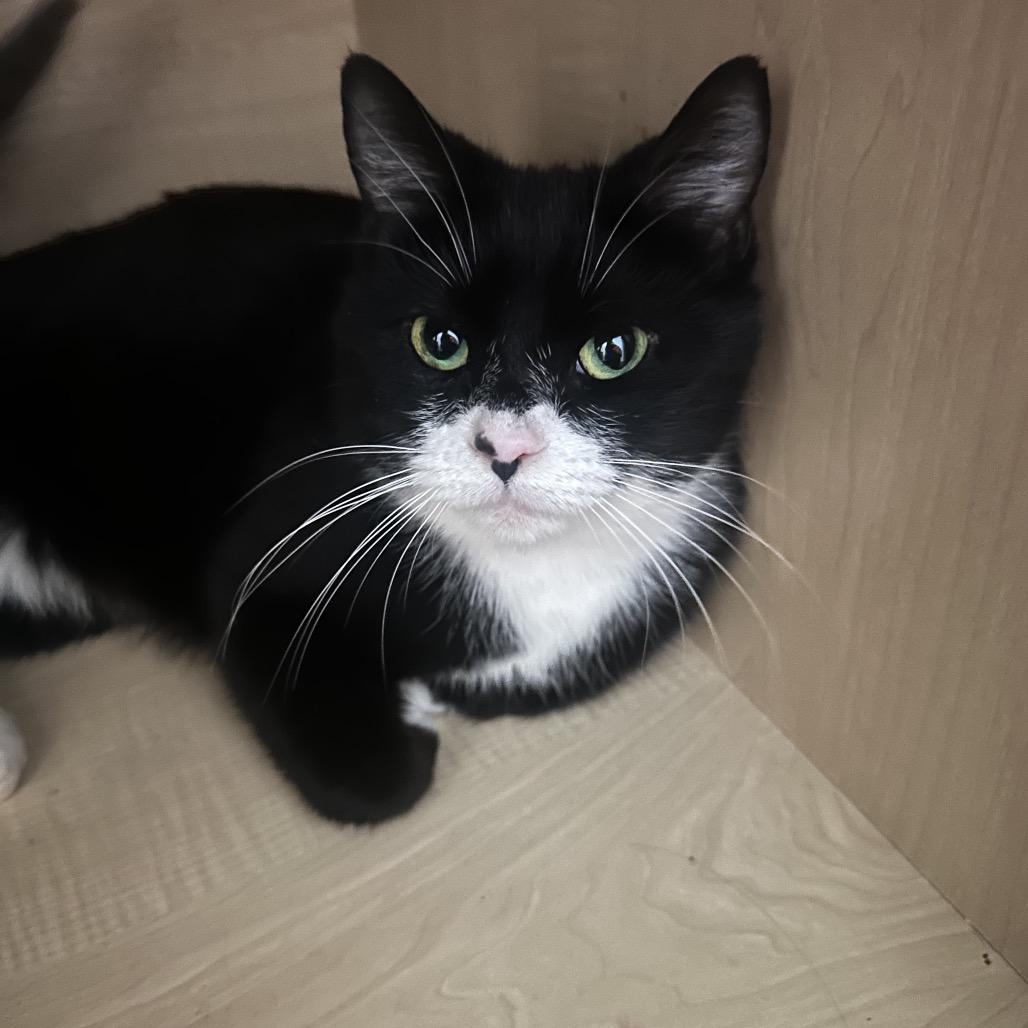 Enlarge Napa, a Adoptable Domestic Short Hair in Woodstock, GA image 1/2