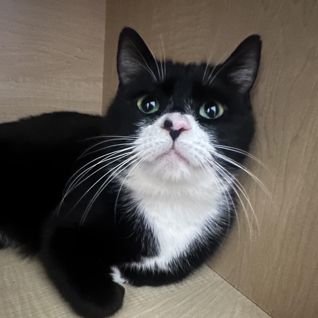 Enlarge Napa, a Adoptable Domestic Short Hair in Woodstock, GA image 2/2