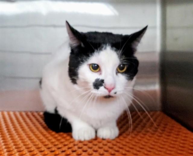 SWIFT HEART, Adoptable, Young Male Domestic Short Hair.