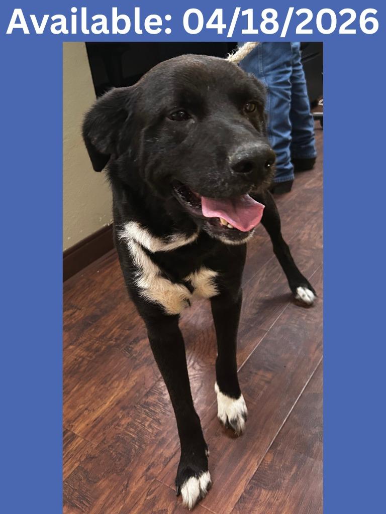 Dog Kennel #6, Adoptable, Adult Male Labrador Retriever & Mixed Breed.