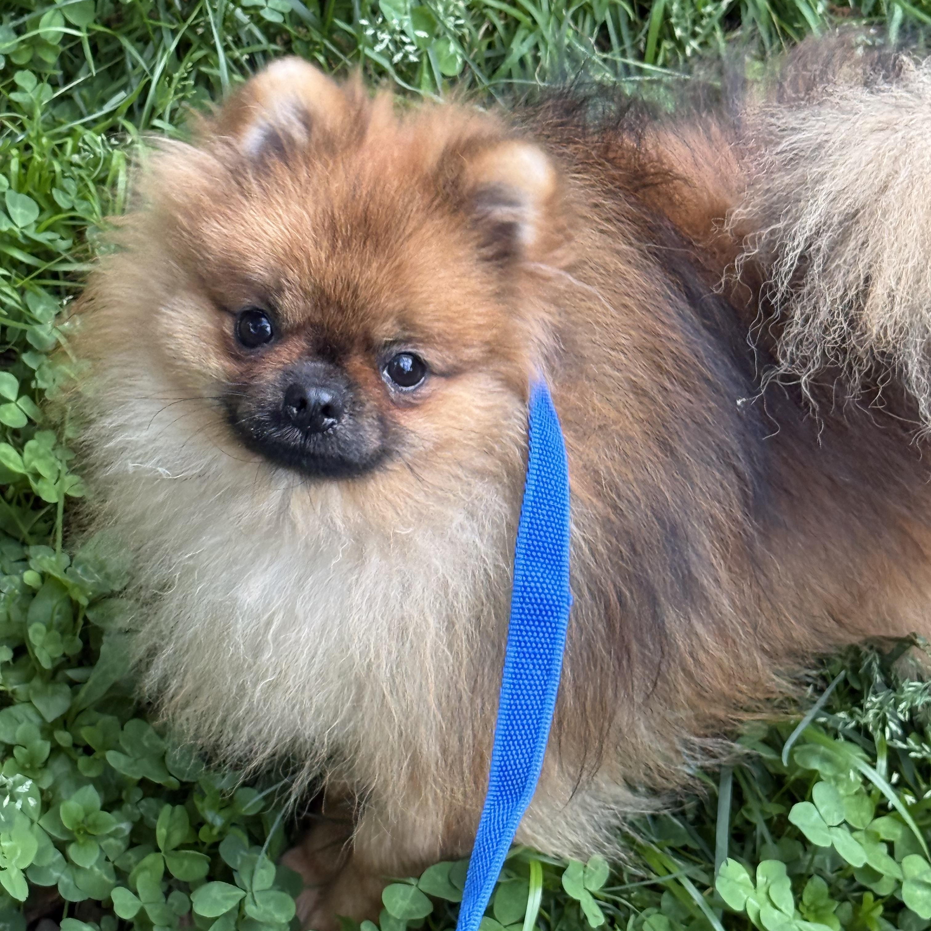 Sundae, a ADOPTABLE Pomeranian in Tomkins Cove, NY image 2/4