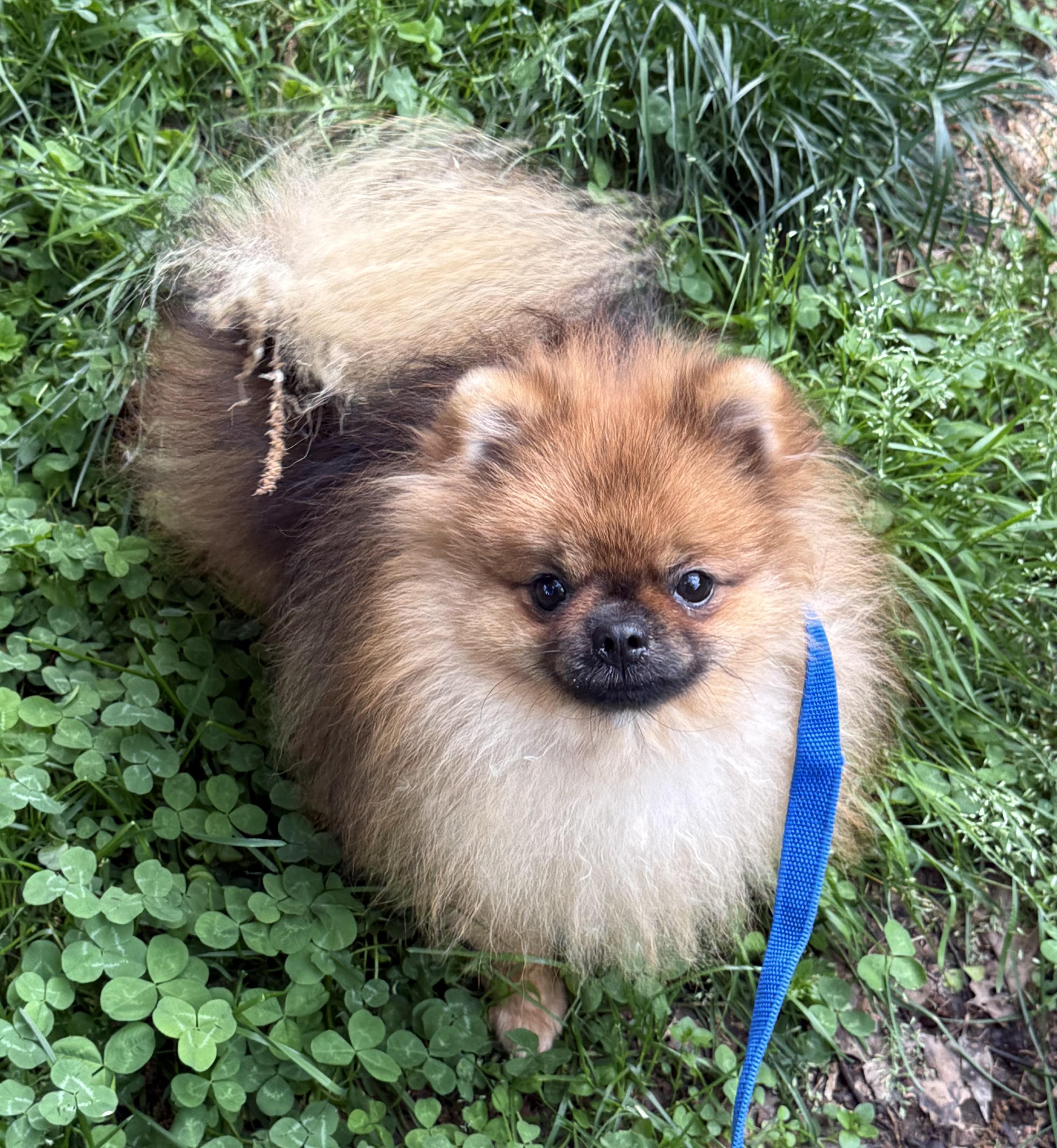 Sundae, ADOPTABLE, Young Male Pomeranian.