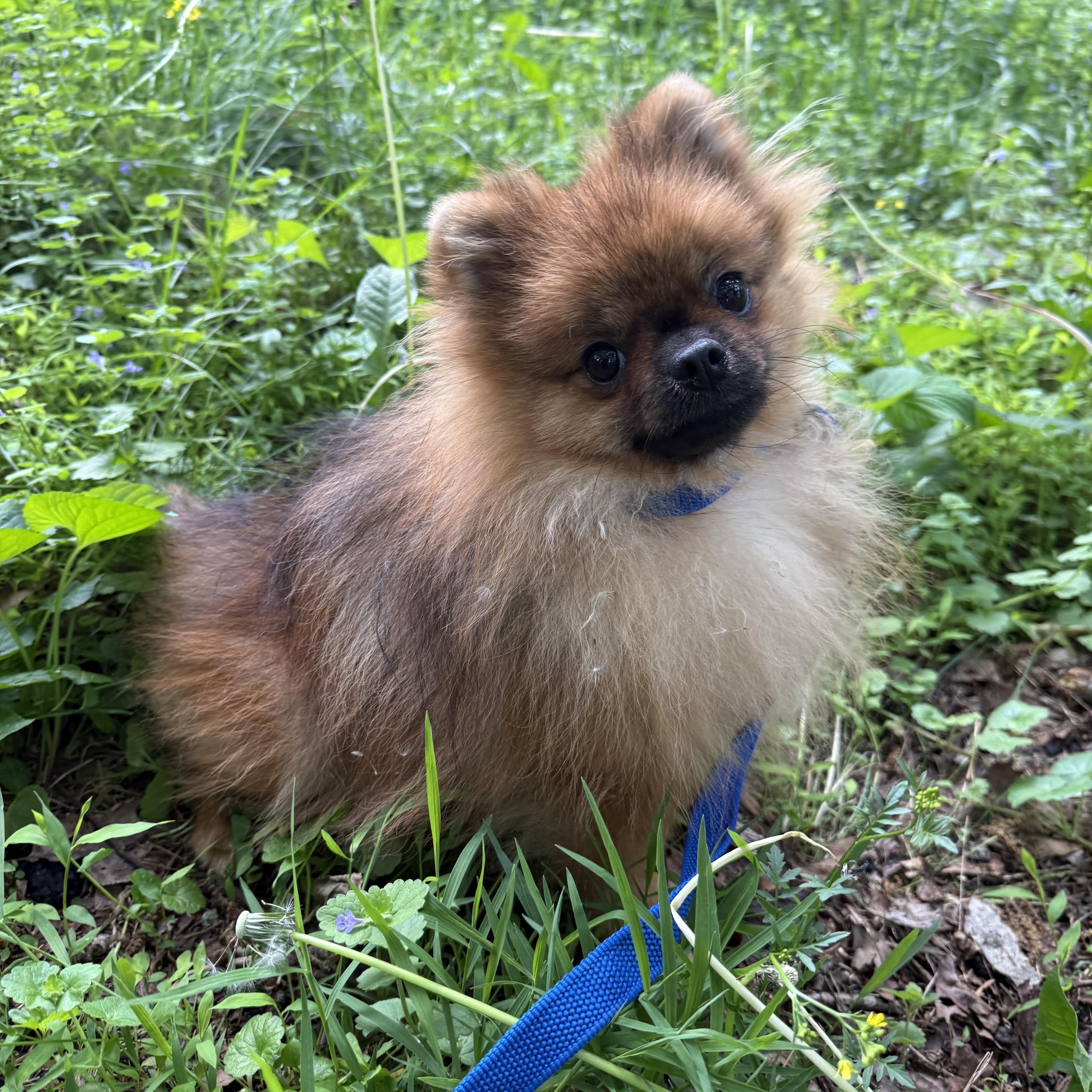 Sundae, a ADOPTABLE Pomeranian in Tomkins Cove, NY image 3/4