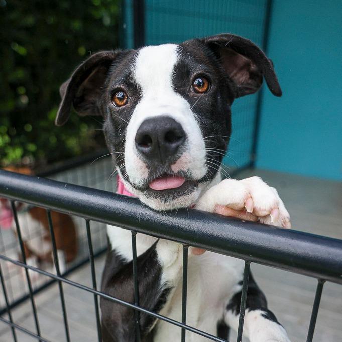 Bettie, Adoptable, Puppy Female English Bulldog & Mixed Breed.