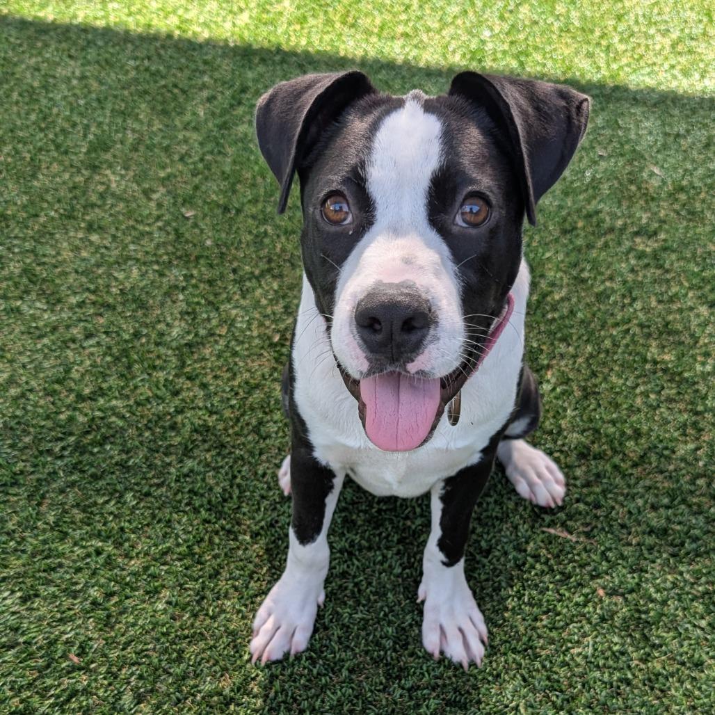 Enlarge Bettie, a Adoptable mixed breed in Bradenton, FL image 2/2