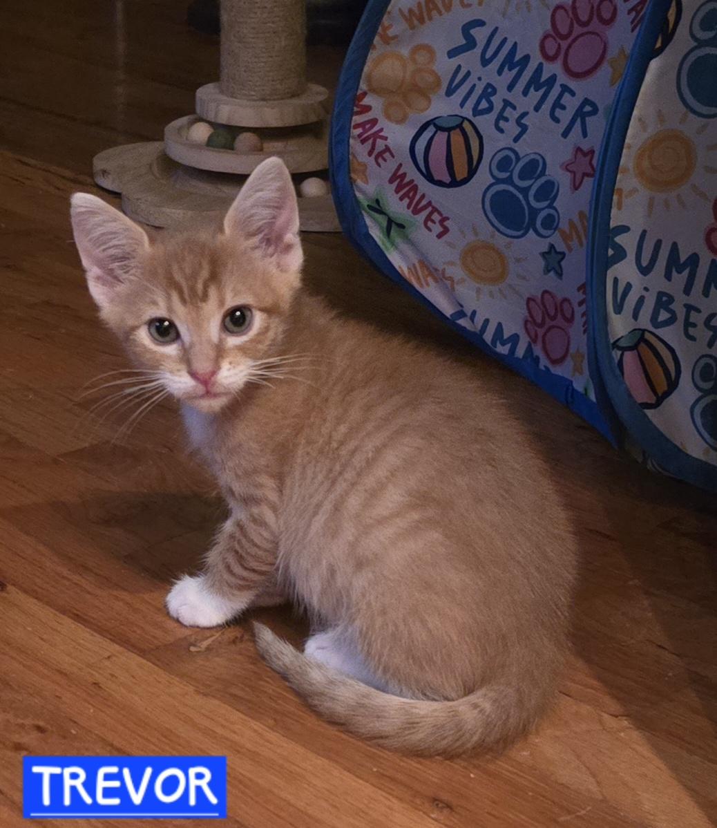 Enlarge Trevor, a Adopted mixed breed in Buhl, ID image 1/2