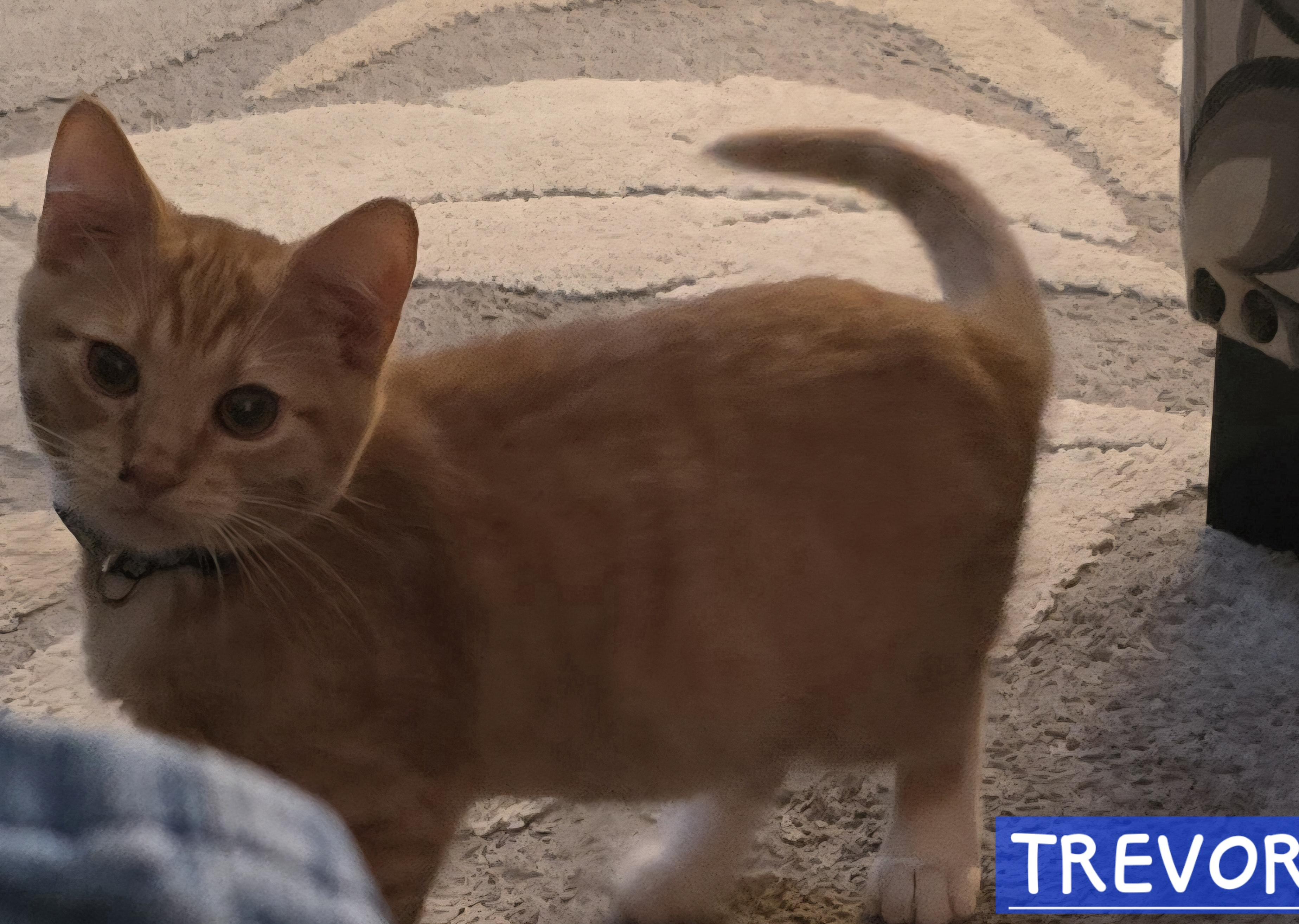 Enlarge Trevor, a Adopted mixed breed in Buhl, ID image 2/2