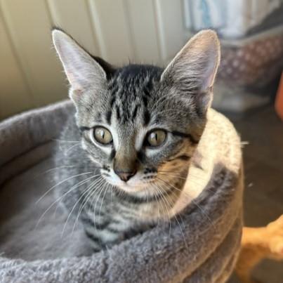Freda, a ADOPTABLE mixed breed in Lombard, IL image 2/3