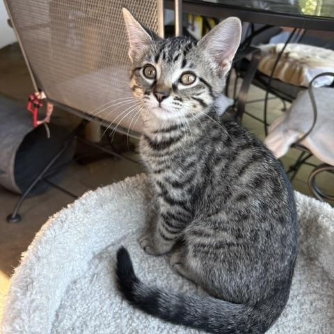 Freda, ADOPTABLE, Kitten Female Tabby & Domestic Short Hair.