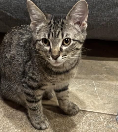 Freda, a ADOPTABLE mixed breed in Lombard, IL image 3/3