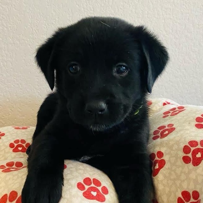 Milanese, Baby Female Flat-Coated Retriever
