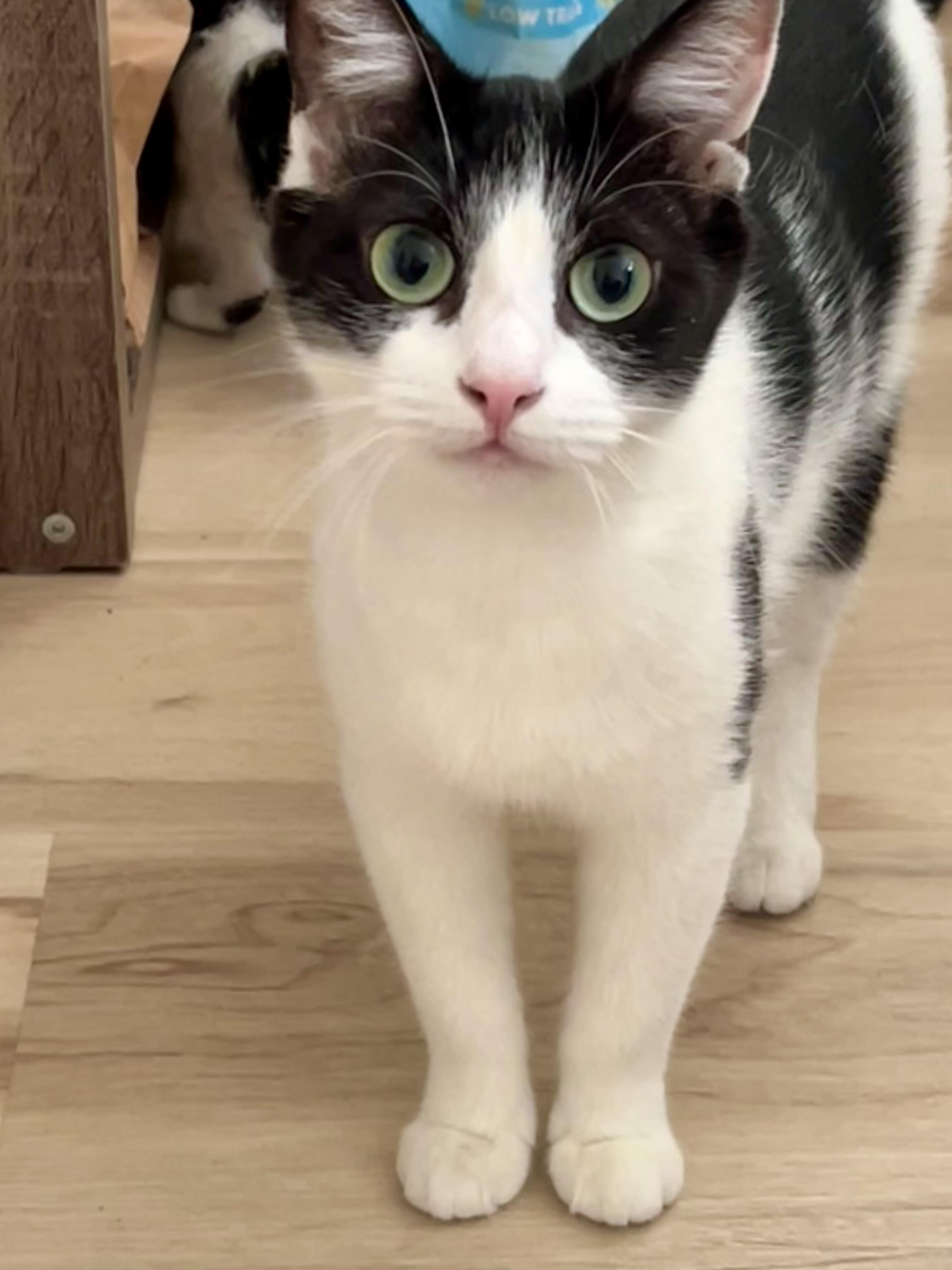 Lilly (bonded with Cilantro), an adoptable mixed breed in Glenmont, NY image 3/4