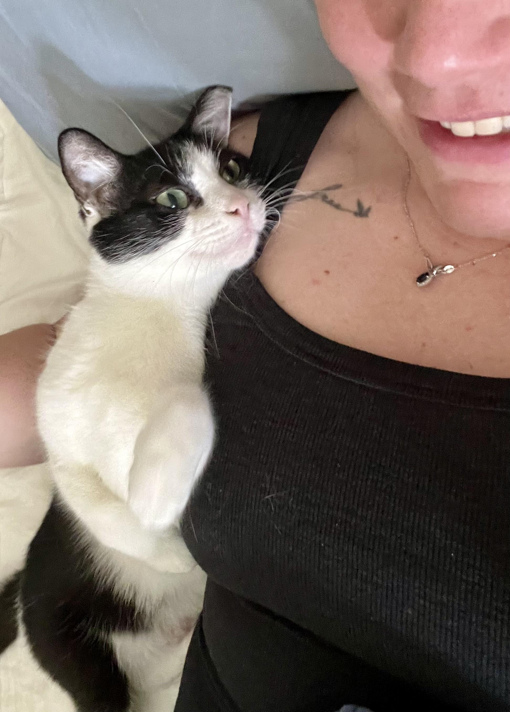 Lilly (bonded with Cilantro), adoptable, Adult Female Domestic Short Hair.