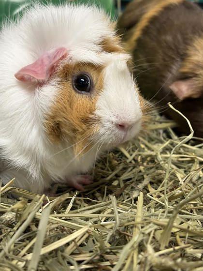 Cucumber, Adoptable, Adult Female Guinea Pig.