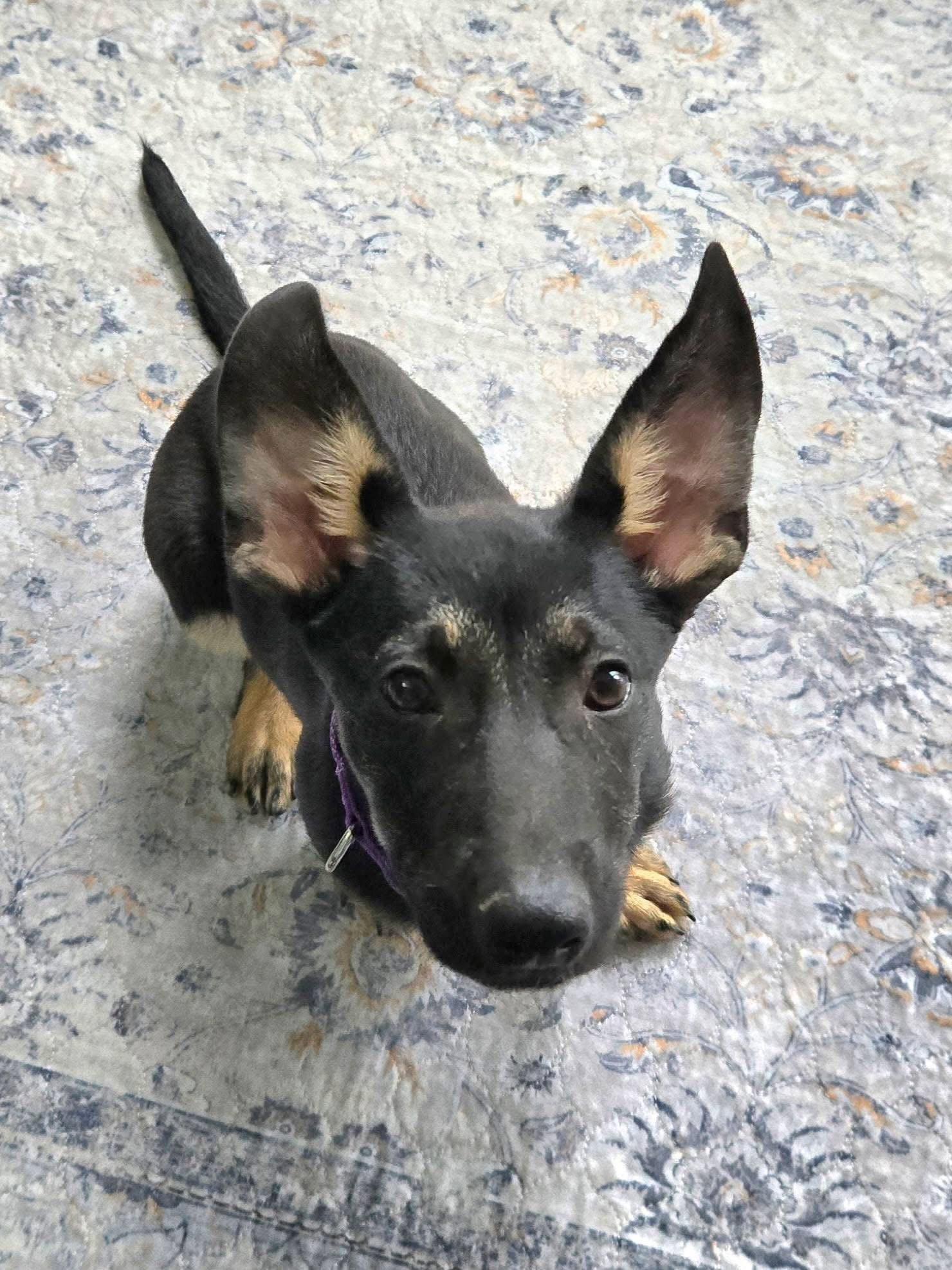 Enlarge London, a Adopted German Shepherd Dog in New London, WI image 1/3