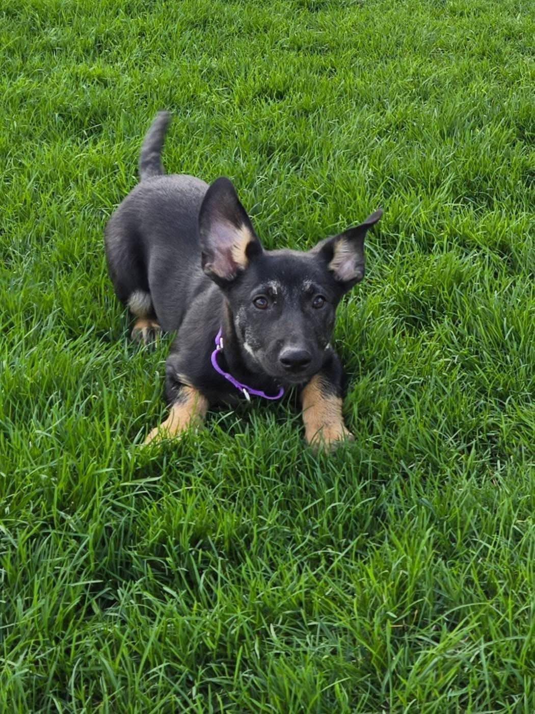 Enlarge London, a Adopted German Shepherd Dog in New London, WI image 3/3