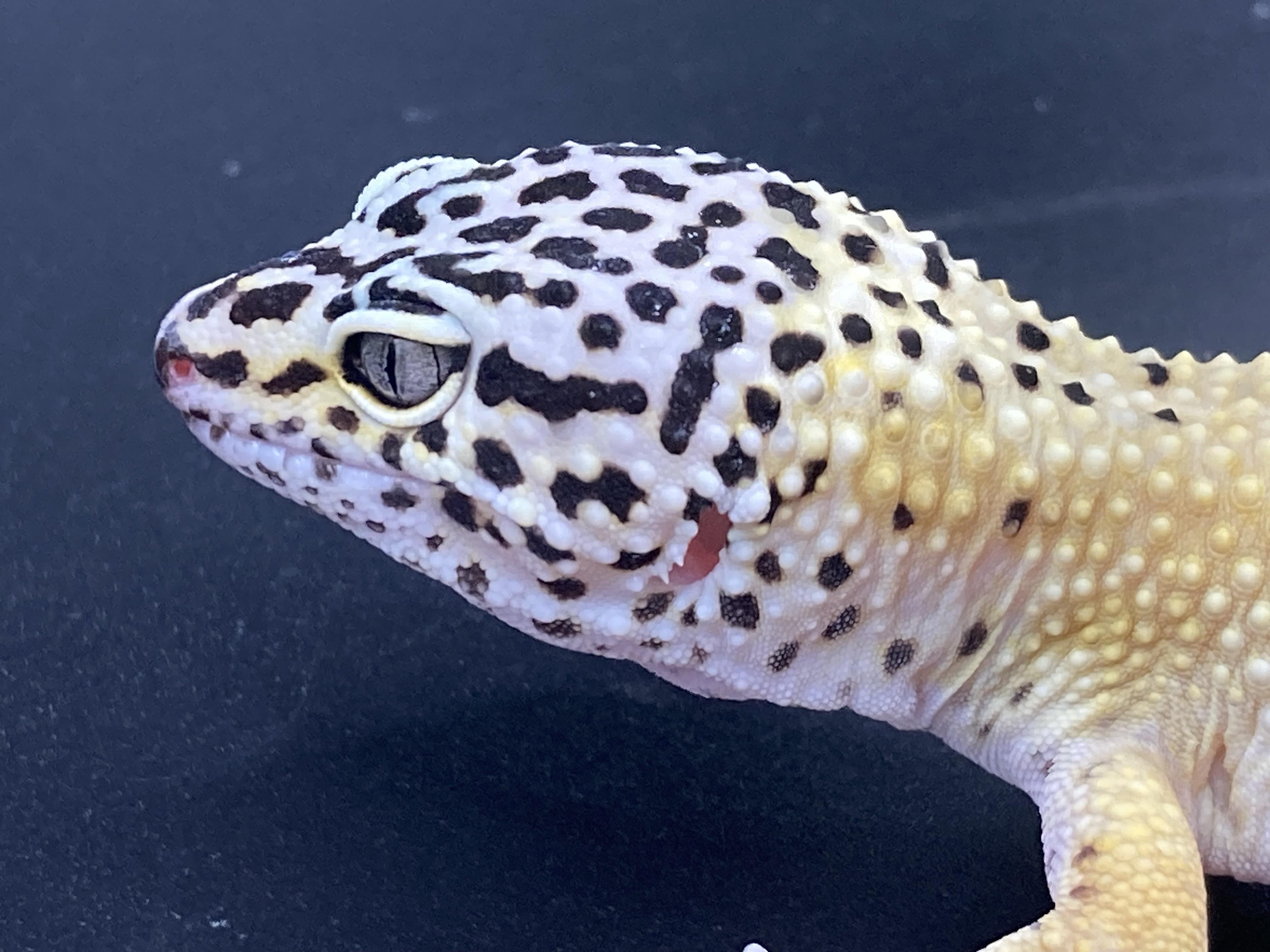 Enlarge Mallow, a Adopted Gecko in Palmerton, PA image 1/3
