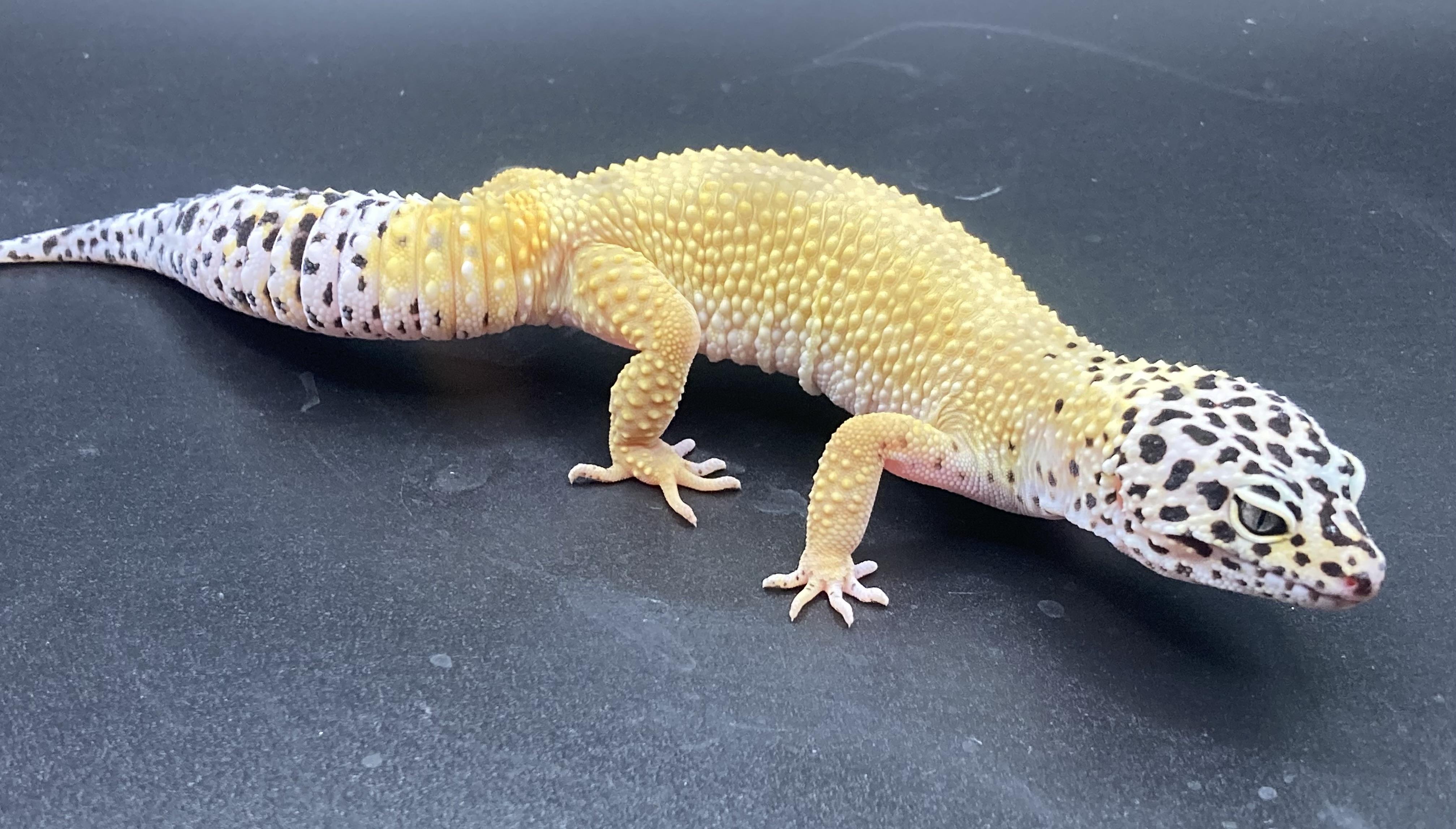 Enlarge Mallow, a Adopted Gecko in Palmerton, PA image 2/3