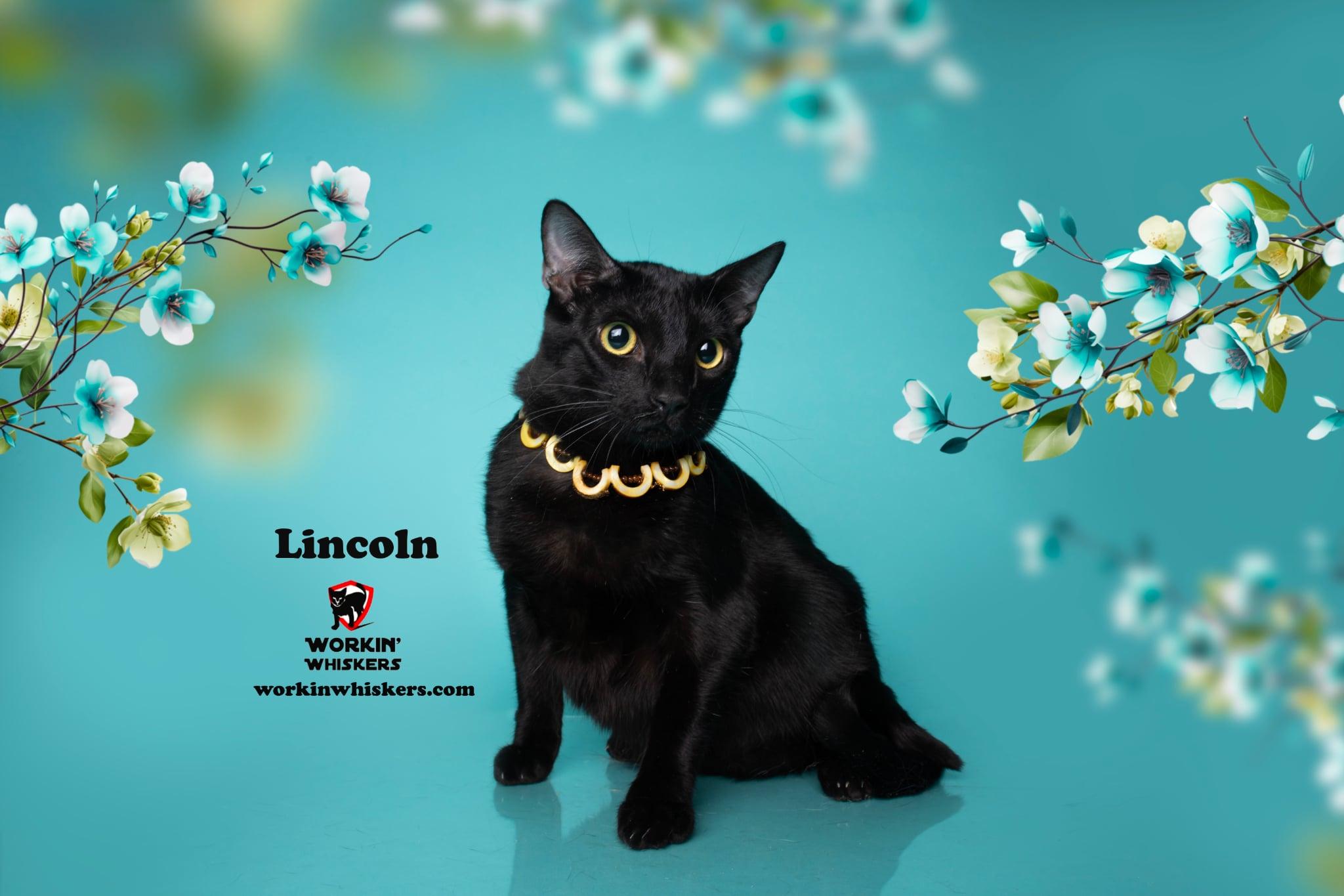 LINCOLN photo 1