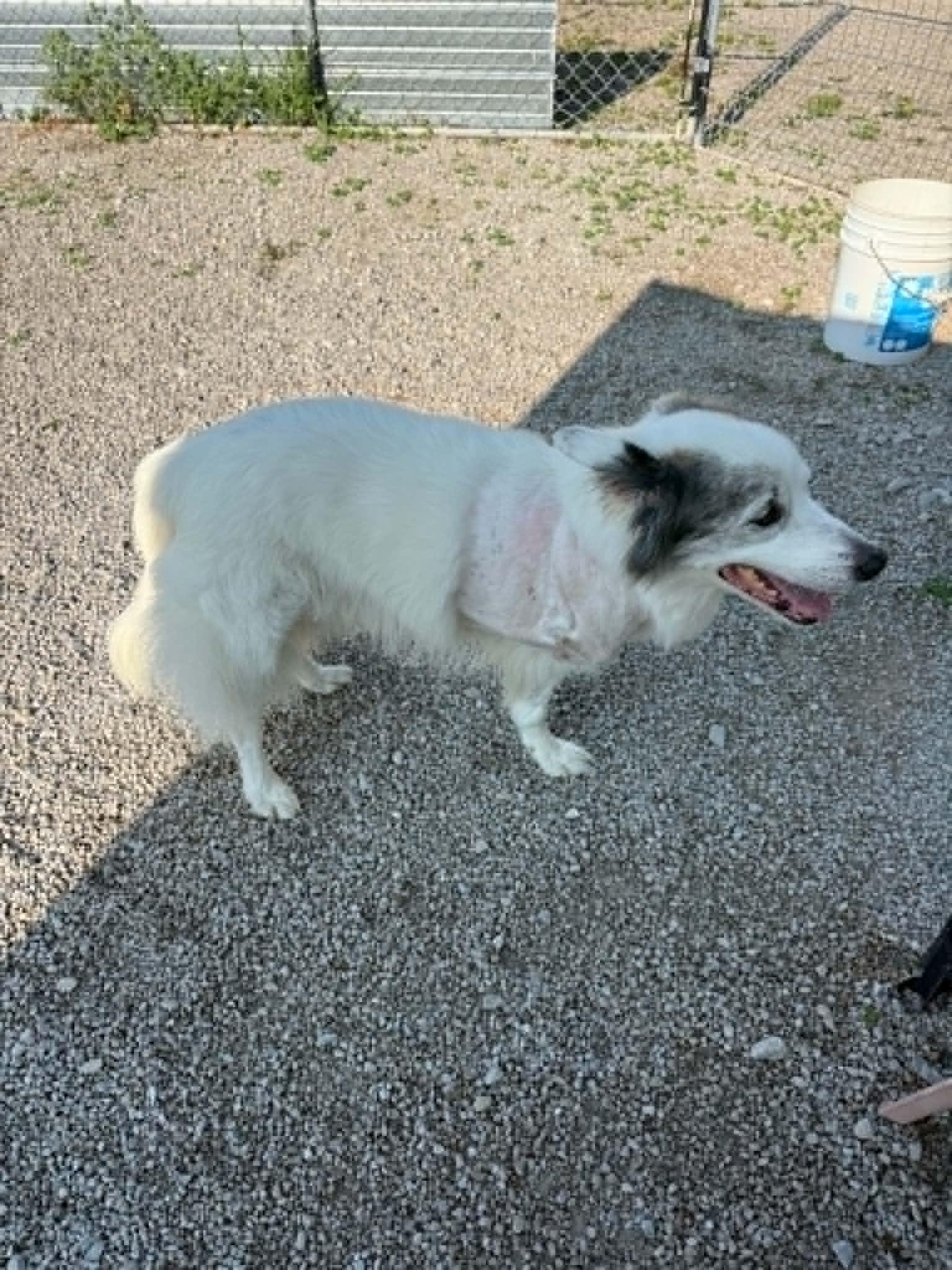 Enlarge MILO, a Adopted mixed breed in Port Clinton, OH image 3/3
