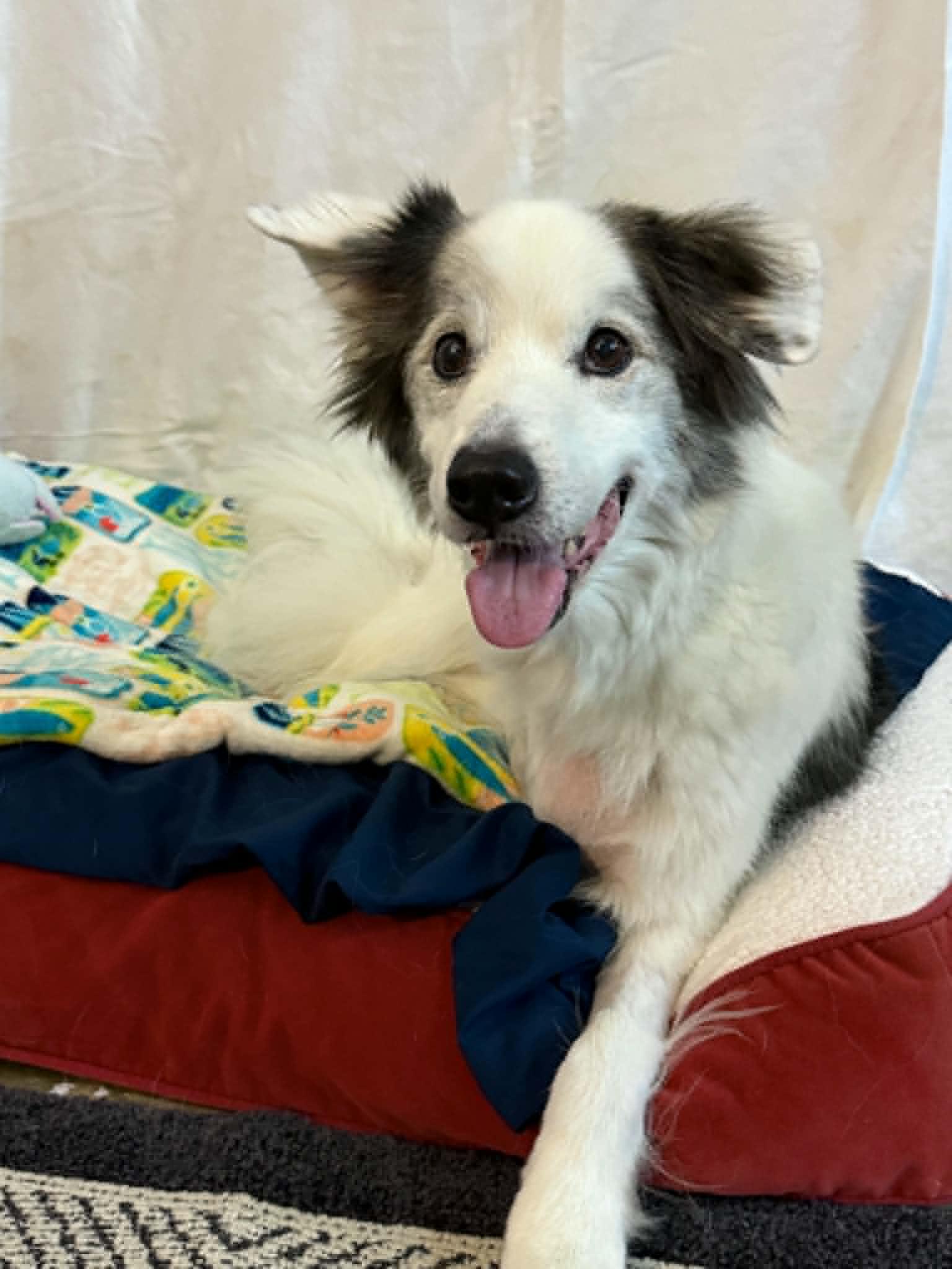 Enlarge MILO, a Adopted mixed breed in Port Clinton, OH image 2/3