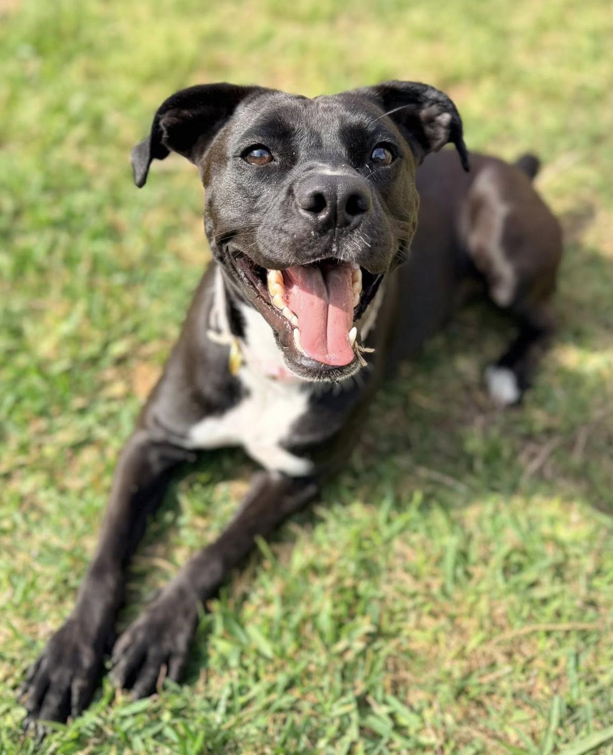 Daisy, Adoptable, Young Female Pit Bull Terrier & Mixed Breed.
