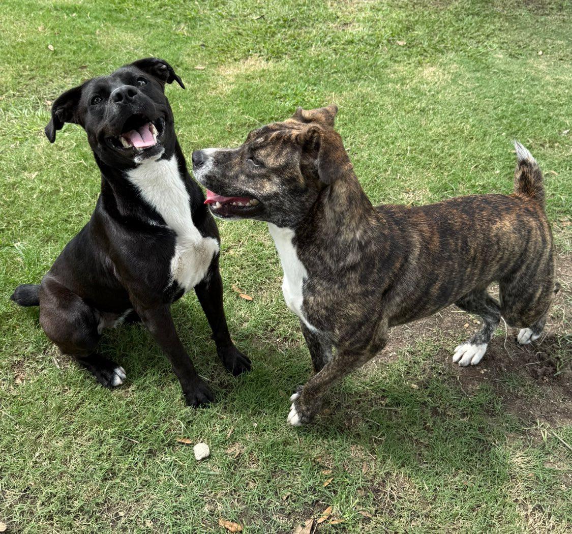 Enlarge Daisy, a Adoptable mixed breed in Georgetown, TX image 1/3