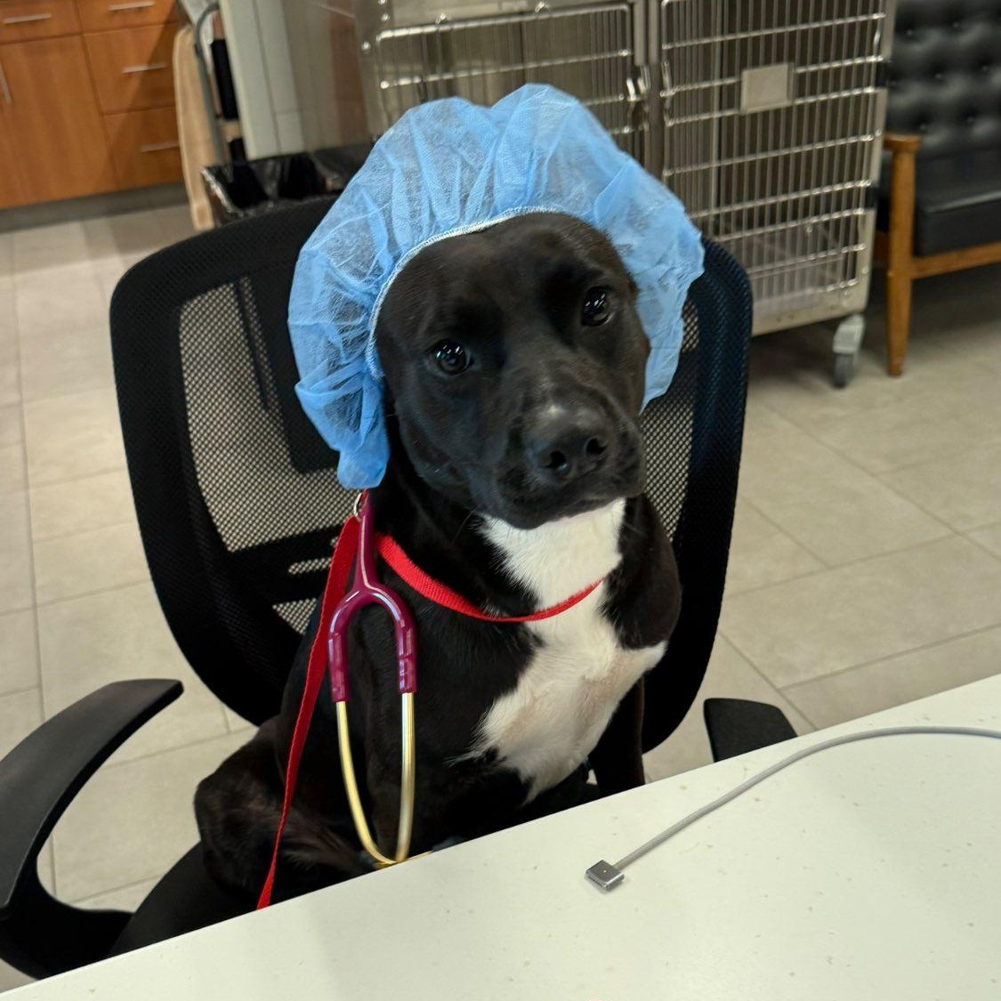 Enlarge Daisy, a Adoptable mixed breed in Georgetown, TX image 2/3