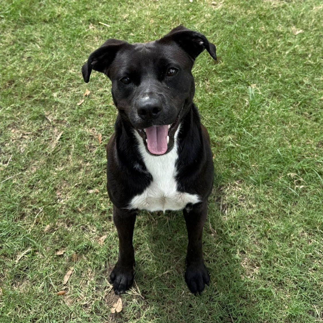Enlarge Daisy, a Adoptable mixed breed in Georgetown, TX image 3/3