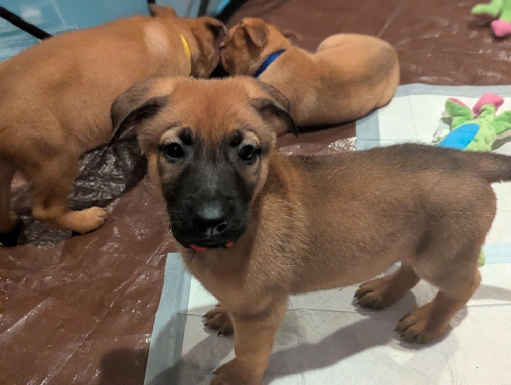 Stormy Skye Litter Albus - Located in TX (Red Collar)