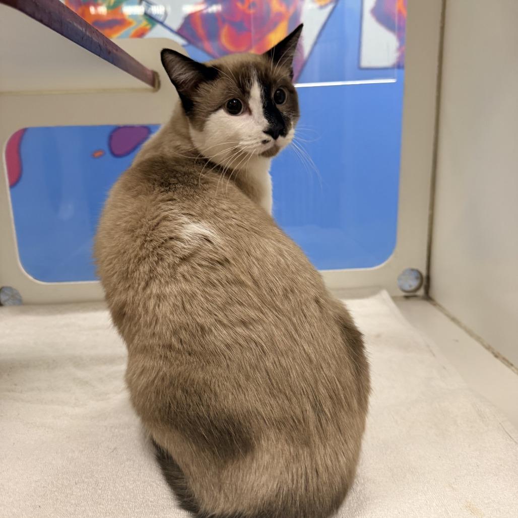 Klaus, Adoptable, Young Male Domestic Short Hair.