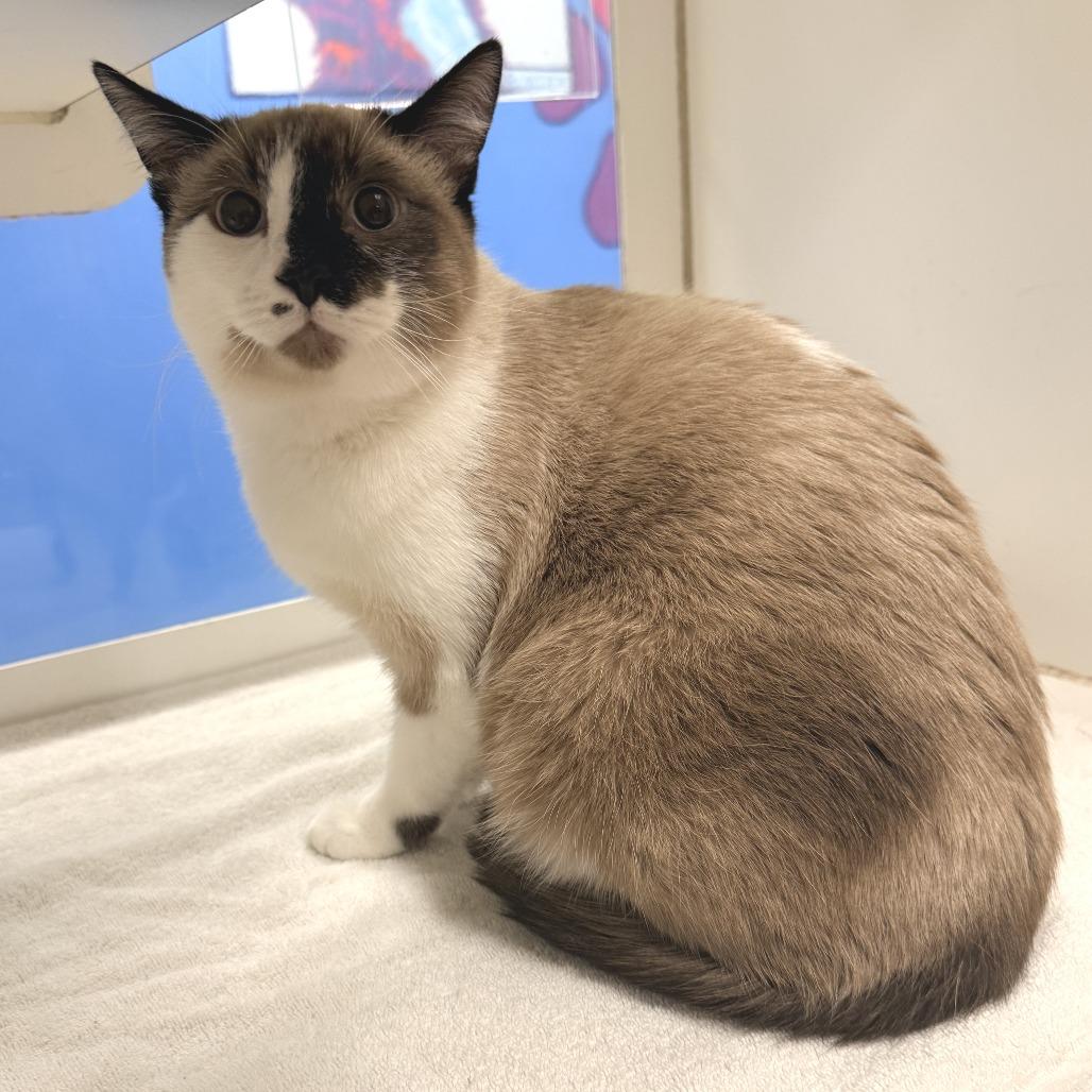 Enlarge Klaus, a Adoptable Domestic Short Hair in Cheyenne, WY image 2/3