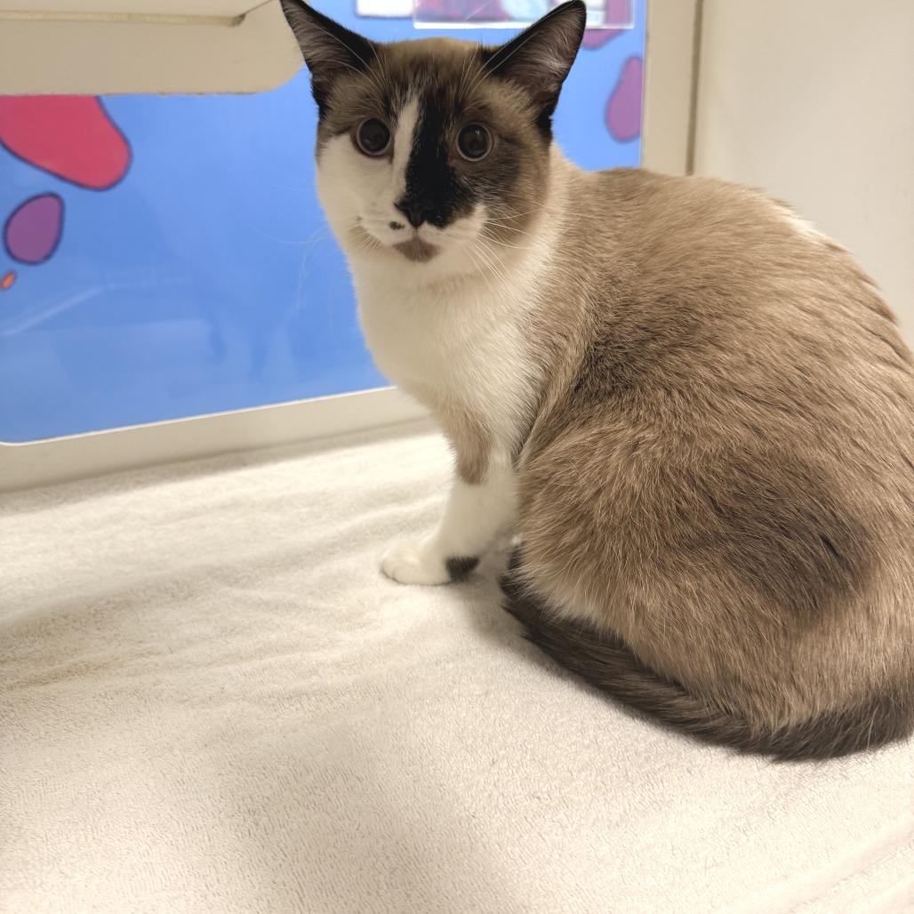 Enlarge Klaus, a Adoptable Domestic Short Hair in Cheyenne, WY image 3/3