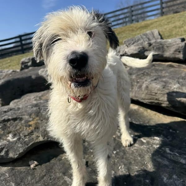 Spiral Shakerly, Adoptable, Adult Female Mixed Breed.