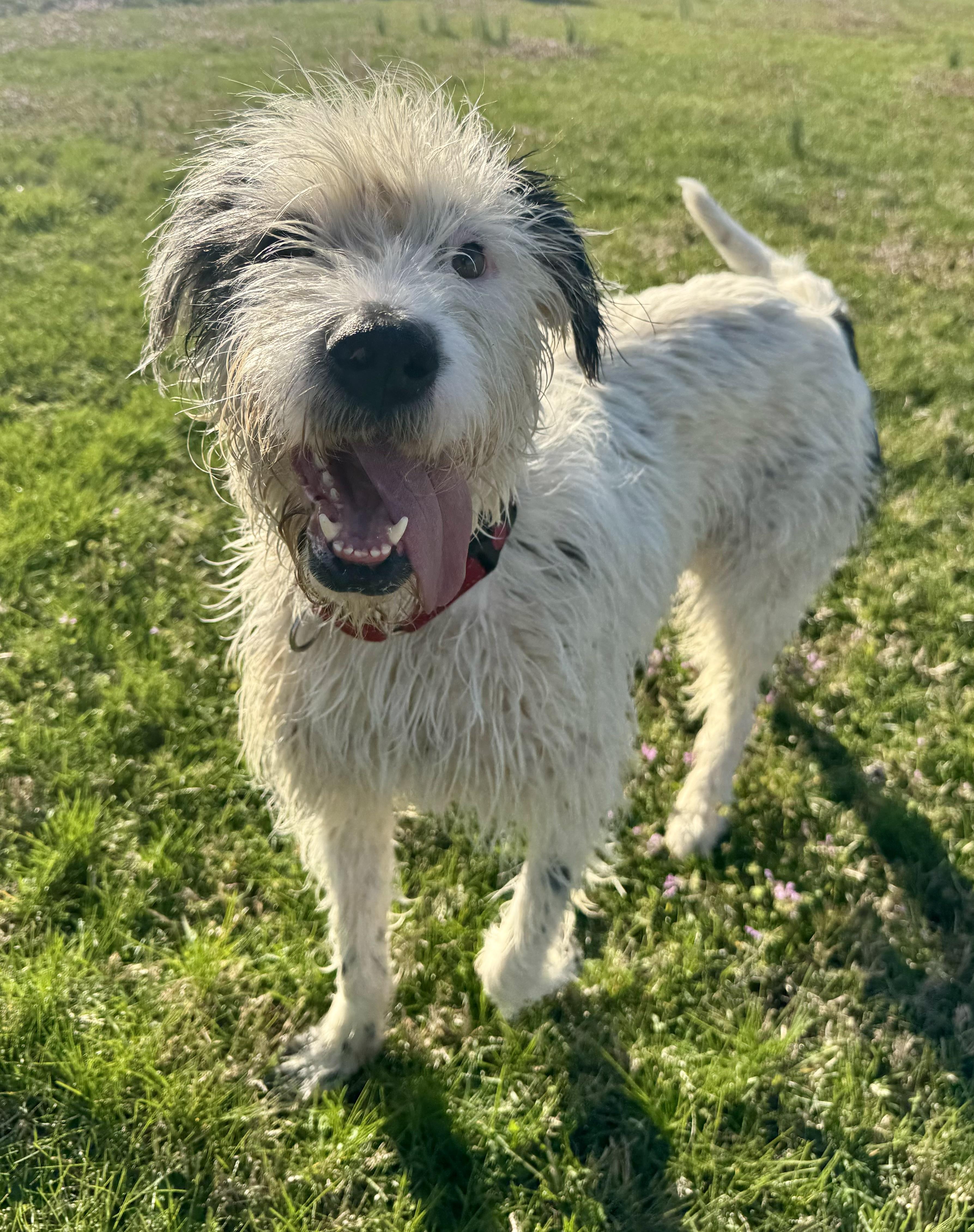 Spiral Shakerly, a Adoptable Mixed Breed in Thompson's Station, TN image 2/3
