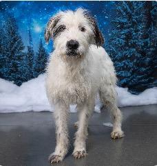 Spiral Shakerly, a Adoptable Mixed Breed in Thompson's Station, TN image 3/3