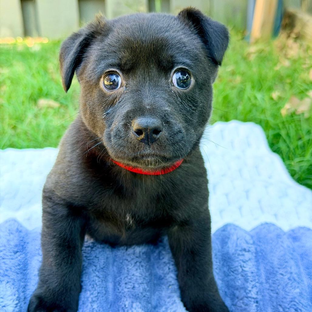 Beauty, Adoptable, Puppy Female Mixed Breed.