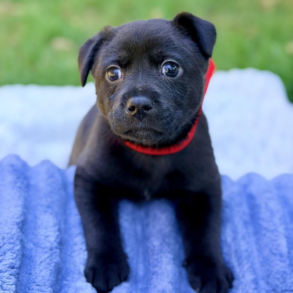 Beauty, a Adoptable Mixed Breed in Huntsville, AL image 2/4