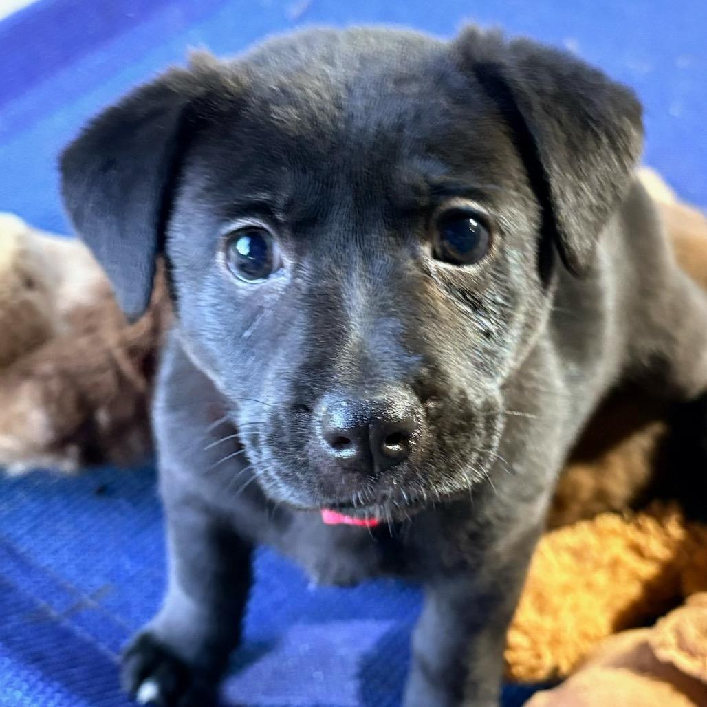 Beauty, a Adoptable Mixed Breed in Huntsville, AL image 3/4