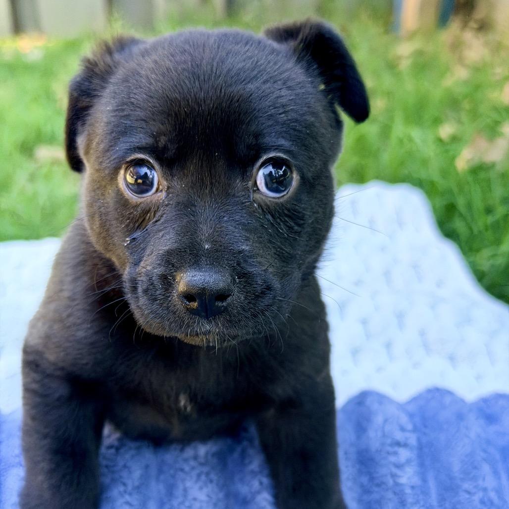 Beauty, a Adoptable Mixed Breed in Huntsville, AL image 4/4