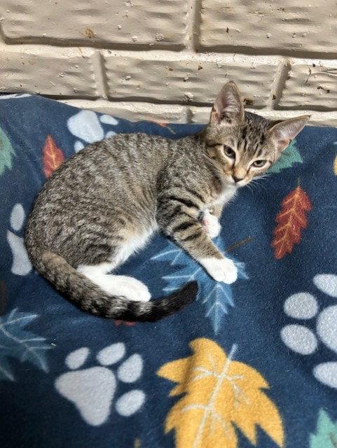 Diesel, Adoptable, Kitten Male Tabby & Domestic Short Hair.