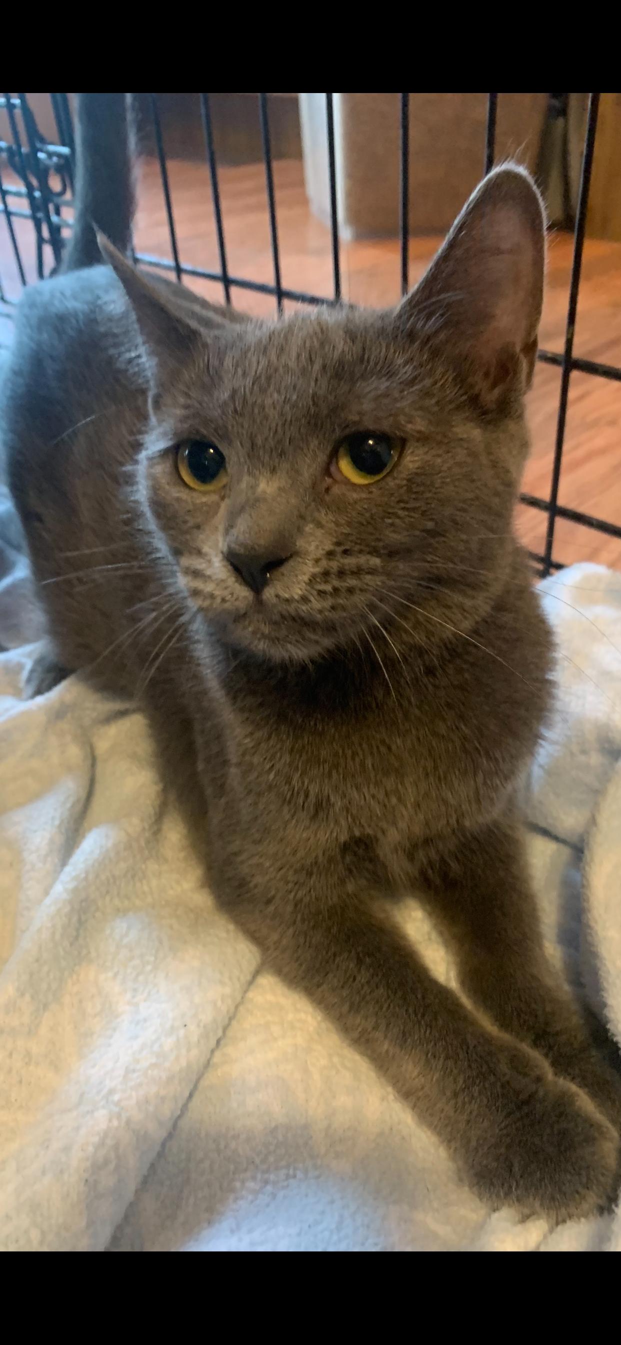 Shae, ADOPTABLE, Young Female Domestic Short Hair.