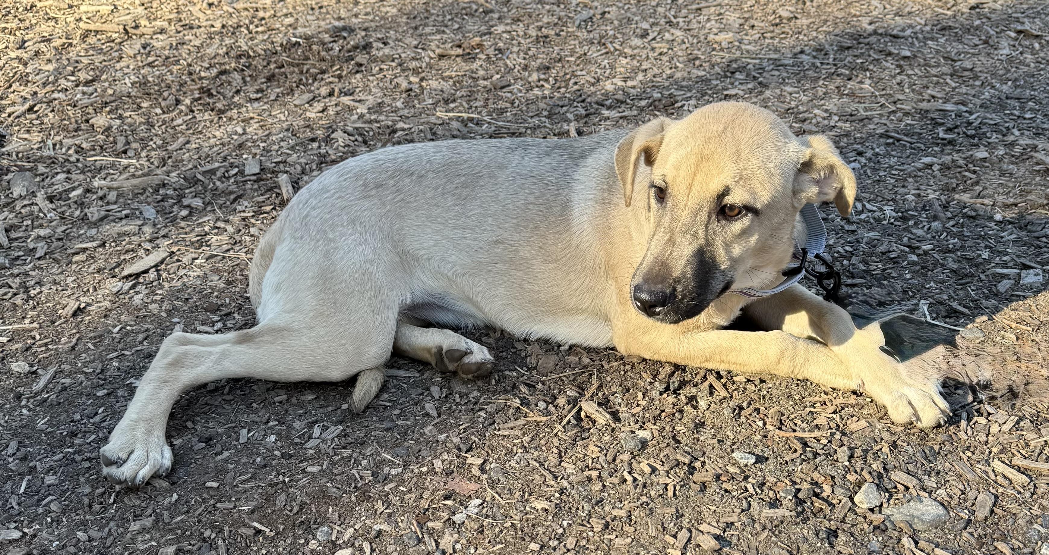 Sequoya, ADOPTABLE, Young Female Black Mouth Cur.