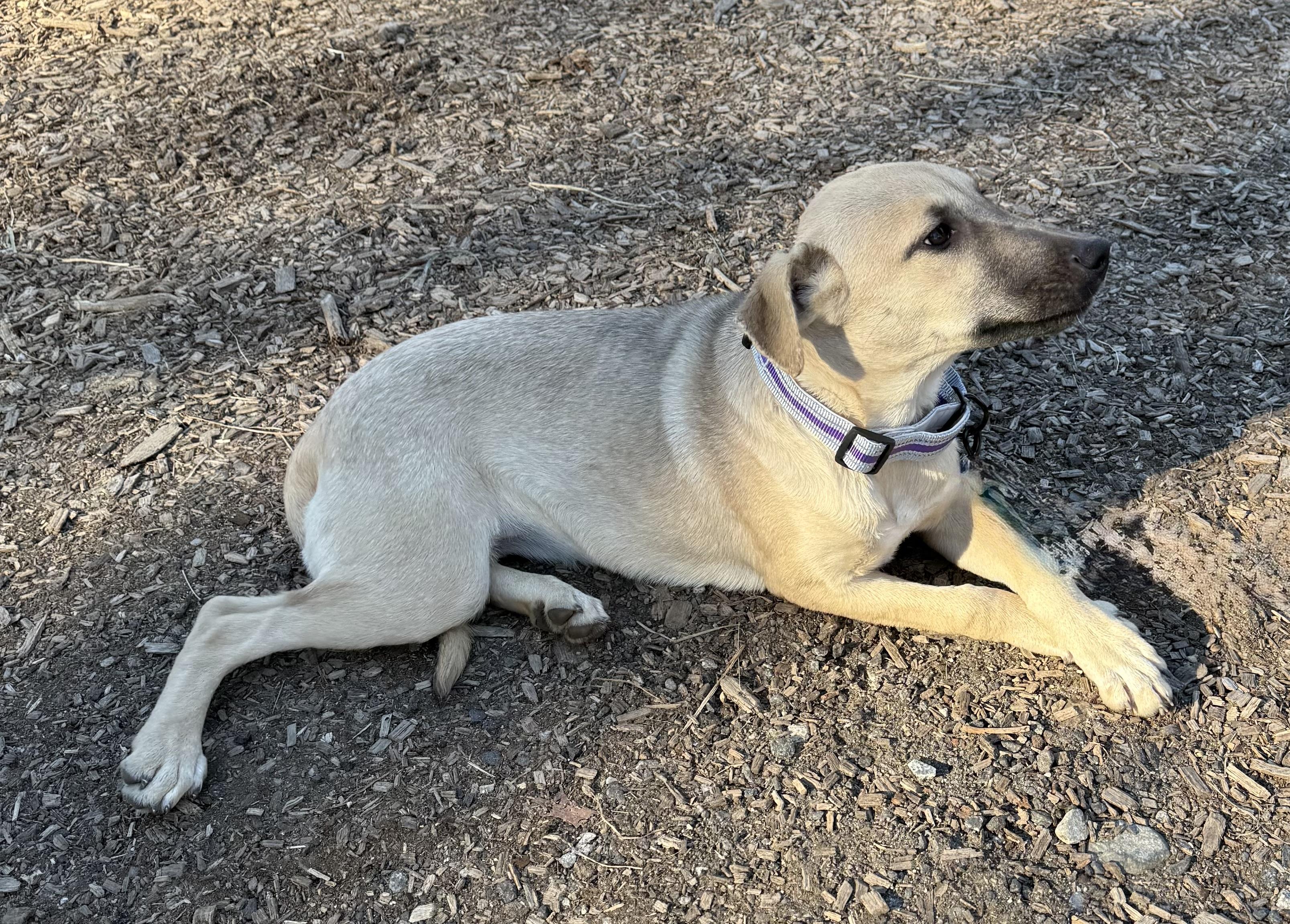 Sequoya, a ADOPTABLE Black Mouth Cur in Wanaque, NJ image 2/3