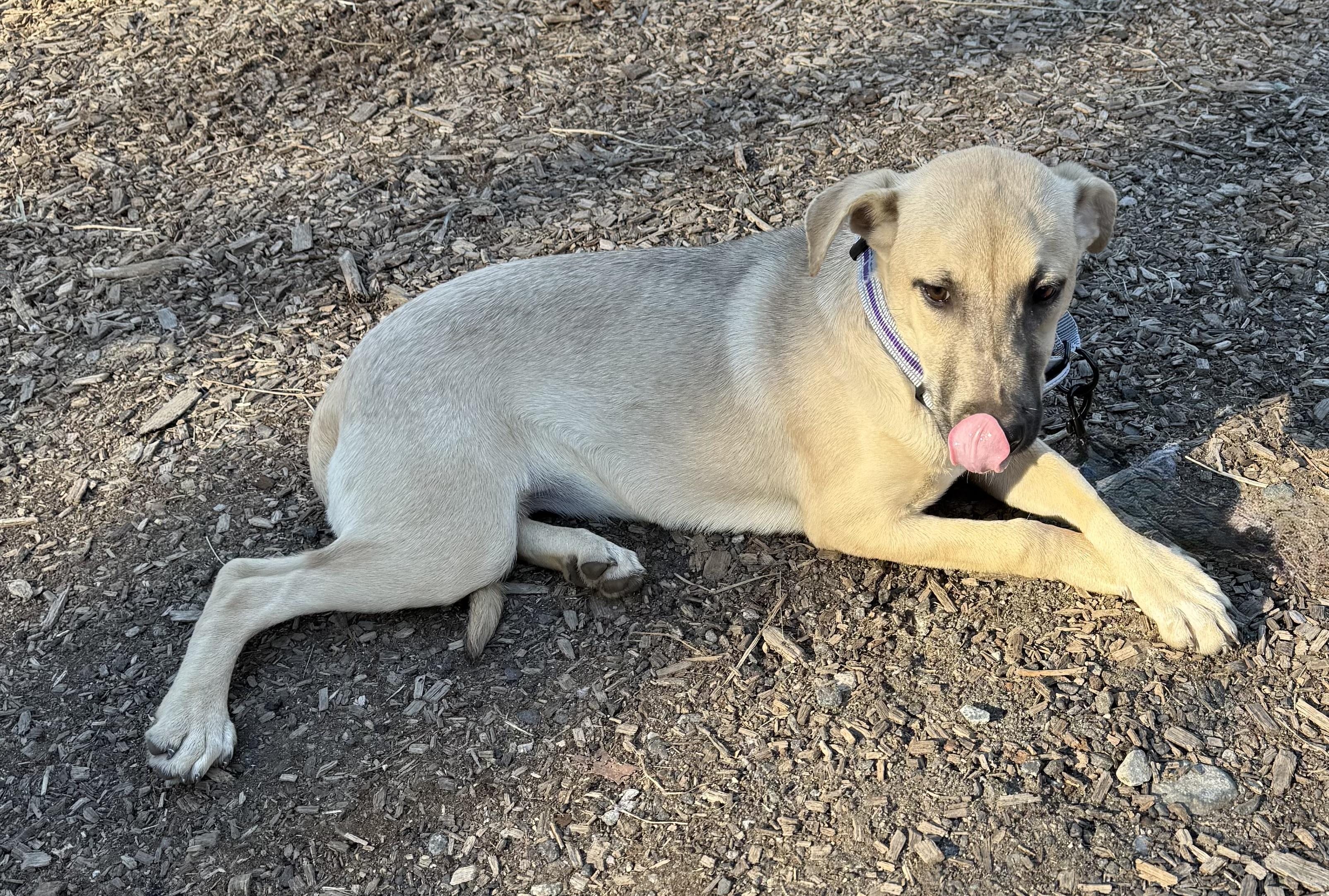 Sequoya, a ADOPTABLE Black Mouth Cur in Wanaque, NJ image 3/3