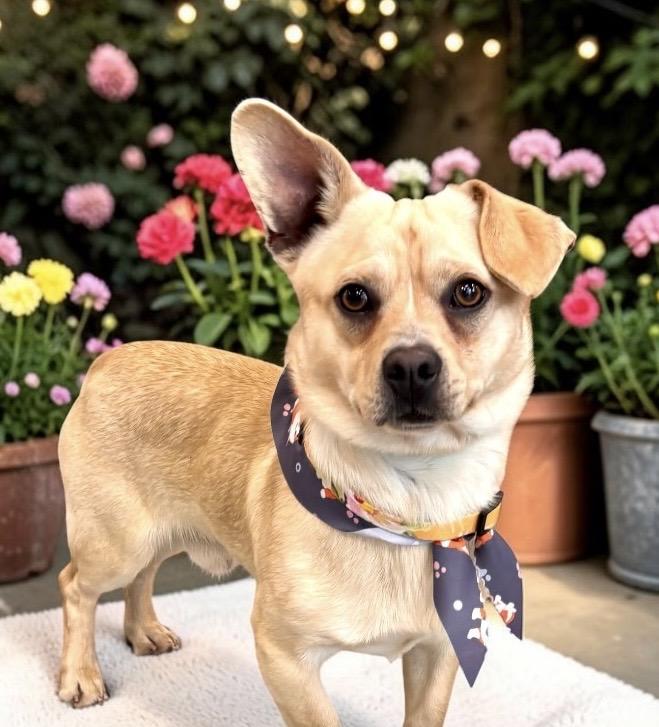 Enlarge Chester, a Adoptable mixed breed in Perry, IA image 2/6